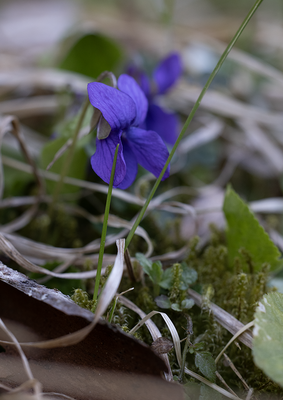 Wild flowers and berries in Sweden