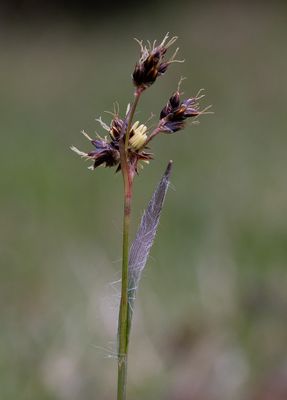 Knippfryle (Luzula campestris)