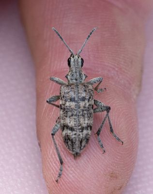 Barrträdlöpare (Rhagium inquisitor)