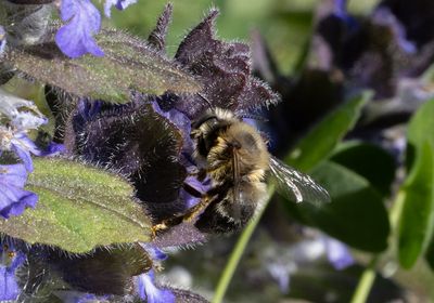 Svartpälsbi (Anthophora retusa)