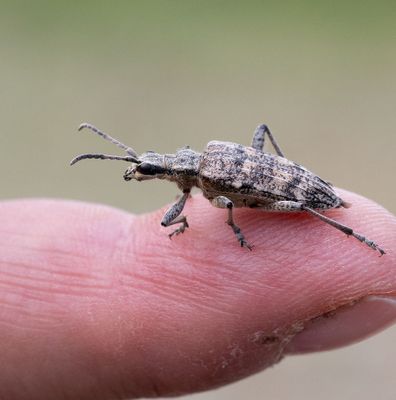 Barrträdlöpare (Rhagium inquisitor)