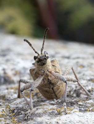 Barrträdlöpare (Rhagium inquisitor)