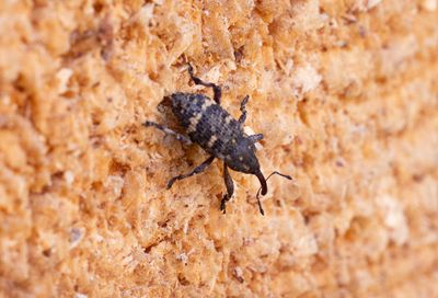 Vanlig snytbagge (Hylobius abietis)