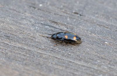 Glischrochilus hortensis