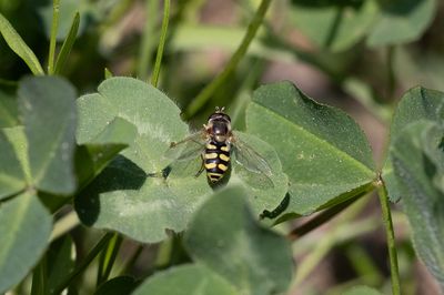 Nyfiken blomfluga (Eupeodes corollae)