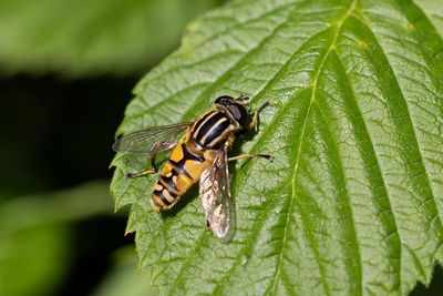 Pendelblomfluga (Helophilus pendulus)