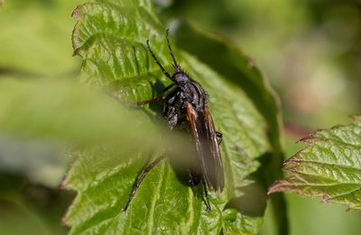 Empis tessellata