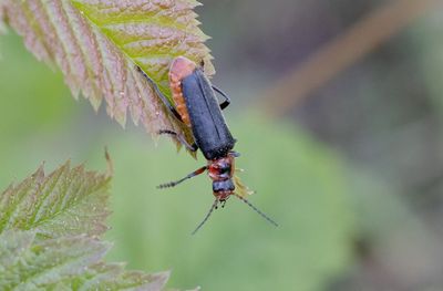 Cantharis rustica