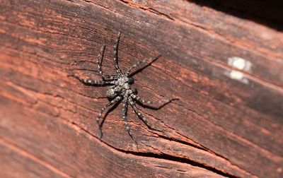 Brokig barksnabblöpare (Philodromus margaritatus)