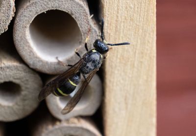 Större vedgeting (Symmorphus murarius)