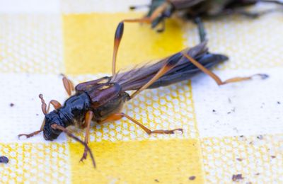 Stekelbock (Necydalis major)