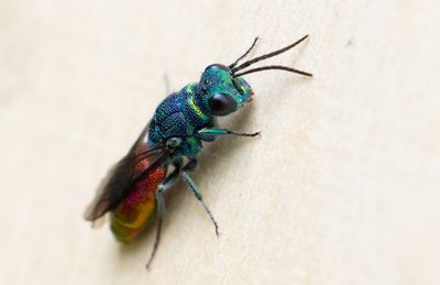 Irisguldstekel (Chrysis iris)
