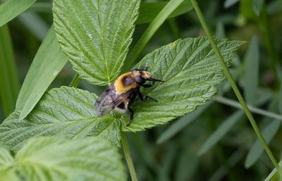 Humleblomfluga (Volucella bombylans)