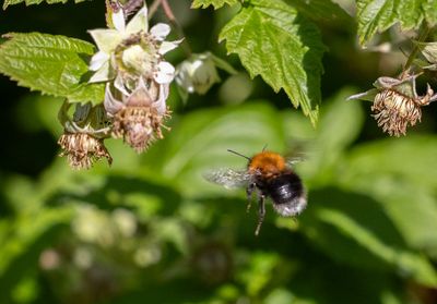 Hushumla (Bombus hypnorum)