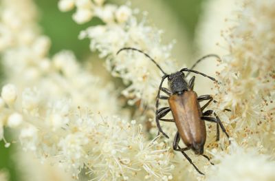 Fläckhornad blombock (Paracorymbia maculicornis)