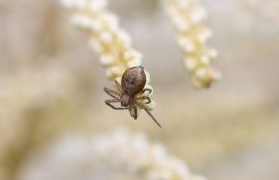 Philodromus sp