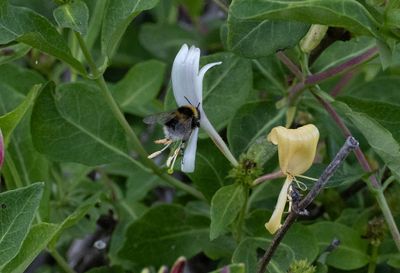 Trädgårdshumla (Bombus hortorum)