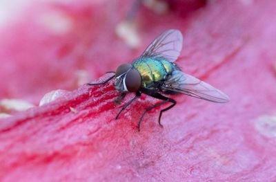 Trädgårdsguldfluga (Lucilia sericata)