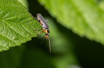 Grågul flugbagge (Cantharis nigricans)