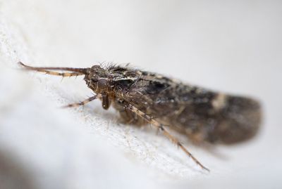 Agrypnia varia