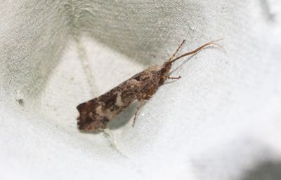 Glyphotaelius pellucidus