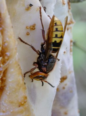 Bålgeting (Vespa crabro)