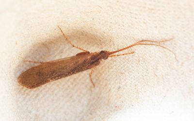 Limnephilus extricatus
