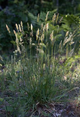 Sydvårbrodd (Anthoxanthum odoratum)