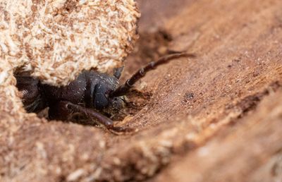 Brun barkbock (Arhopalus rusticus)