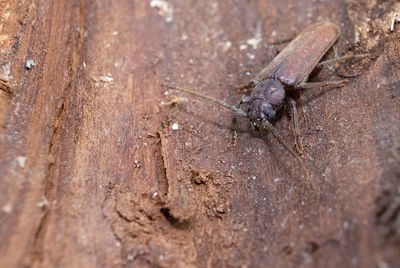 Brun barkbock (Arhopalus rusticus)
