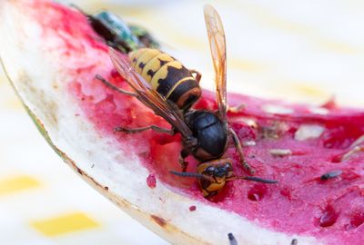 Bålgeting (Vespa crabro)