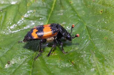 Skogsdödgrävare (Nicrophorus investigator)