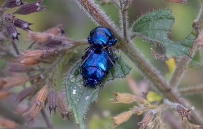 Blå myntebagge (Chrysolina coerulans)