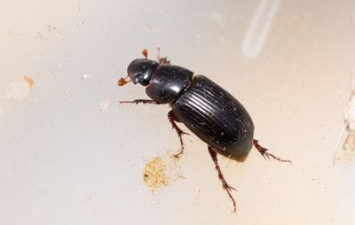 Aftondyngbagge (Acrossus rufipes)