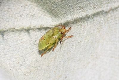 Mindre börkbärfis (Elasmucha grisea)