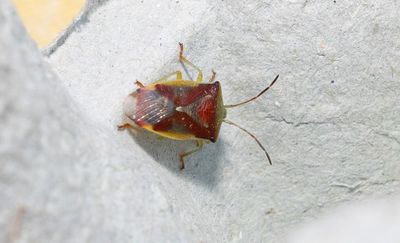 Större björkbärfis (Elasmostethus interstinctus)