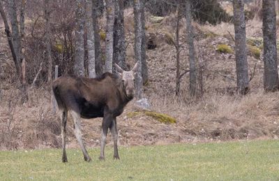 Älg (Alces alces)