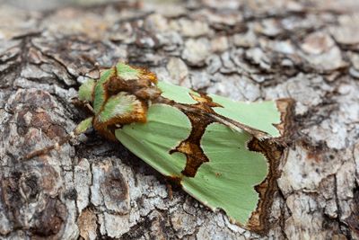 Grönt rotfly (Staurophora celsia)
