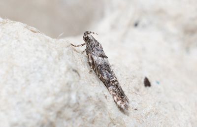 Syrabladmal (Teleiopsis diffinis)