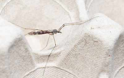 Tipula confusa