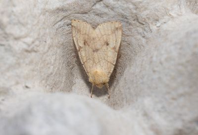 Vinkelfly (Enargia paleacea)