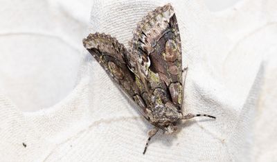 Hagtornsfly (Allophyes oxyacanthae)