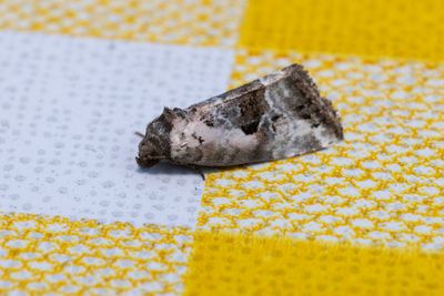 Mindre glansfly (Elaphria venustula)