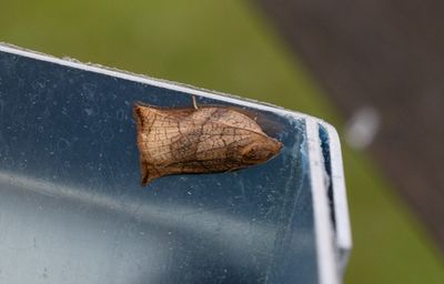 Frukttradssommarvecklare (Archips podana)