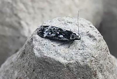 Björksobermal (Anacampsis blattariella)
