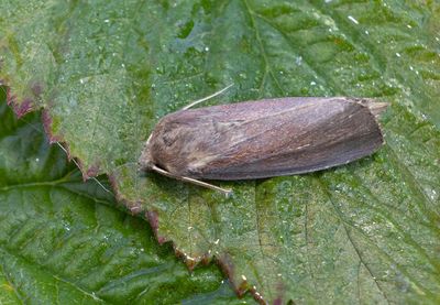Kaveldunsfly (Nonagria typhae)