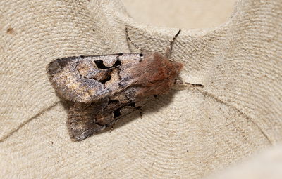 Moths in Sweden