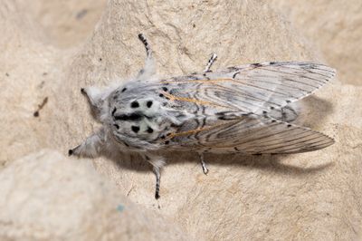 Moths in Sweden