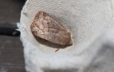 Moths in Sweden