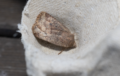 Moths in Sweden